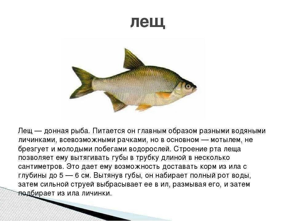 Лещ описание 3 класс. Лещ описание рыбы. Пресноводные рыбы описание. Пресноводные рыбы для детей с описанием.