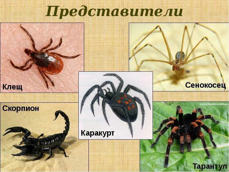 Разнообразие пауков