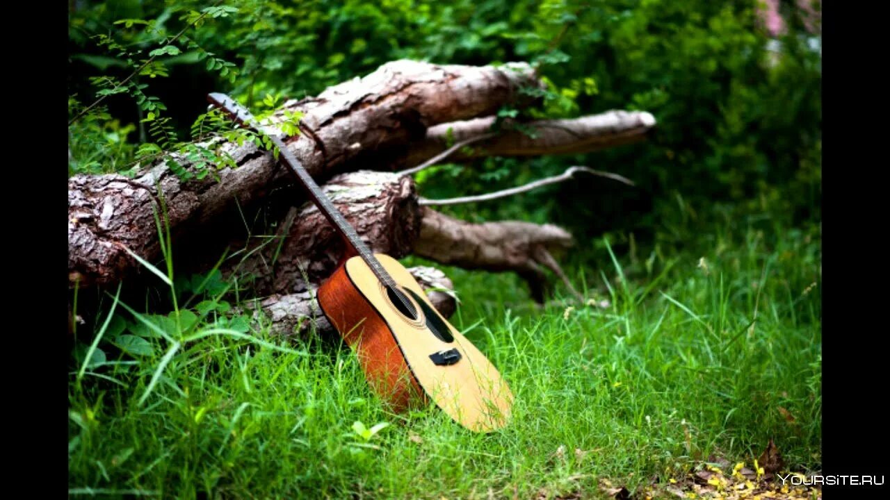 Дерево для гитары. Электрогитара в лесу. Гитара forest. Гитара форест. Гитара пейзаж.