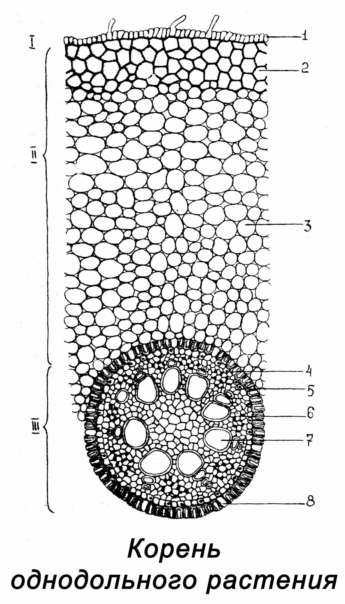 Однодольные растения ткани. Поперечный срез корня однодольного растения. Поперечный срез корня однодольного. Анатомическое строение корня однодольных растений. Поперечный срез корня двудольного растения.