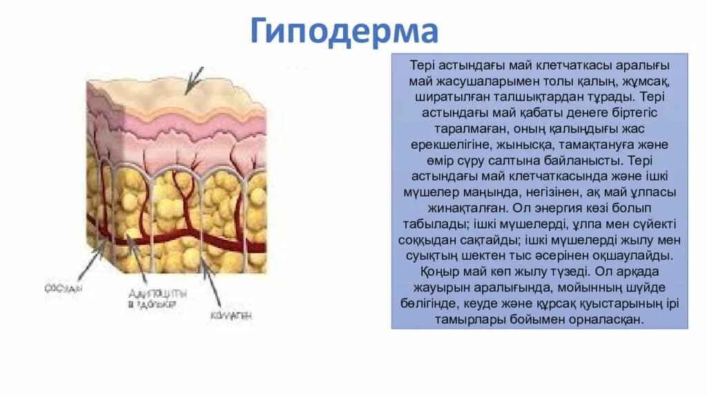 Особенности строения гиподермы. Гиподерма. гиподерма строение. слои гиподермы.