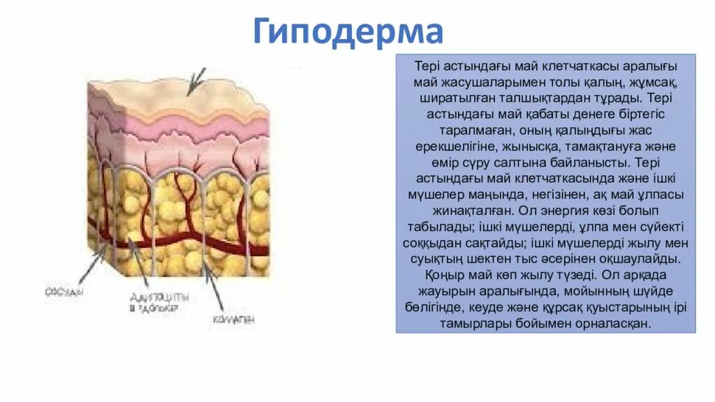 Гиподерма строение и функции. Гиподерма. Гиподерма строение. Слои гиподермы.