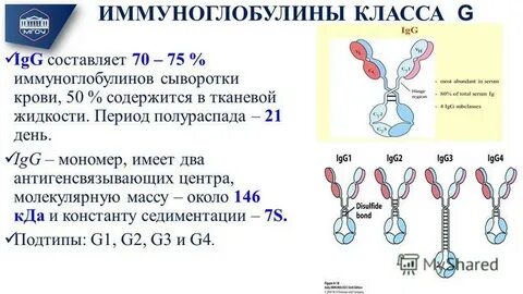 Лямблии иммуноглобулин g