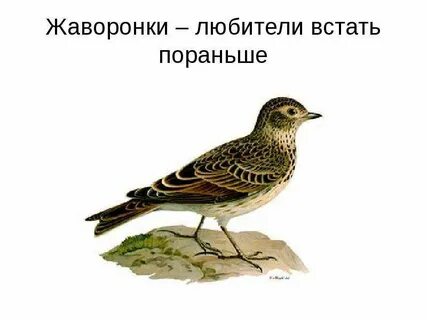 Жаворонок встает