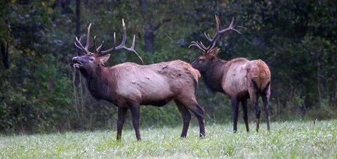 Elk demo