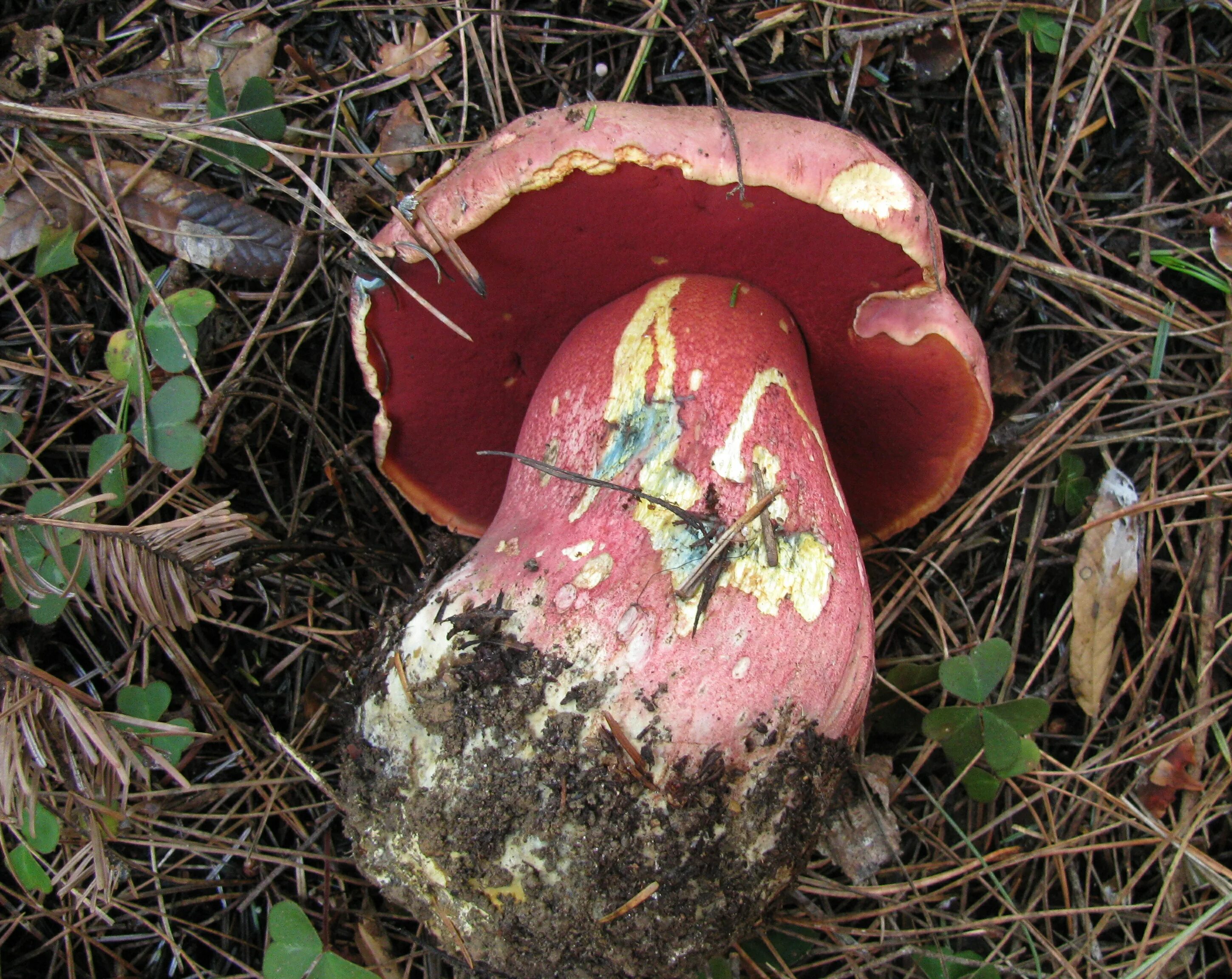 Дубовик крапчатый Болетовые. Боровик прекрасный Boletus pulcherrimus. Поддубовик гриб синеющий. Гриб поддубовик сатанинский. Боровик бывает