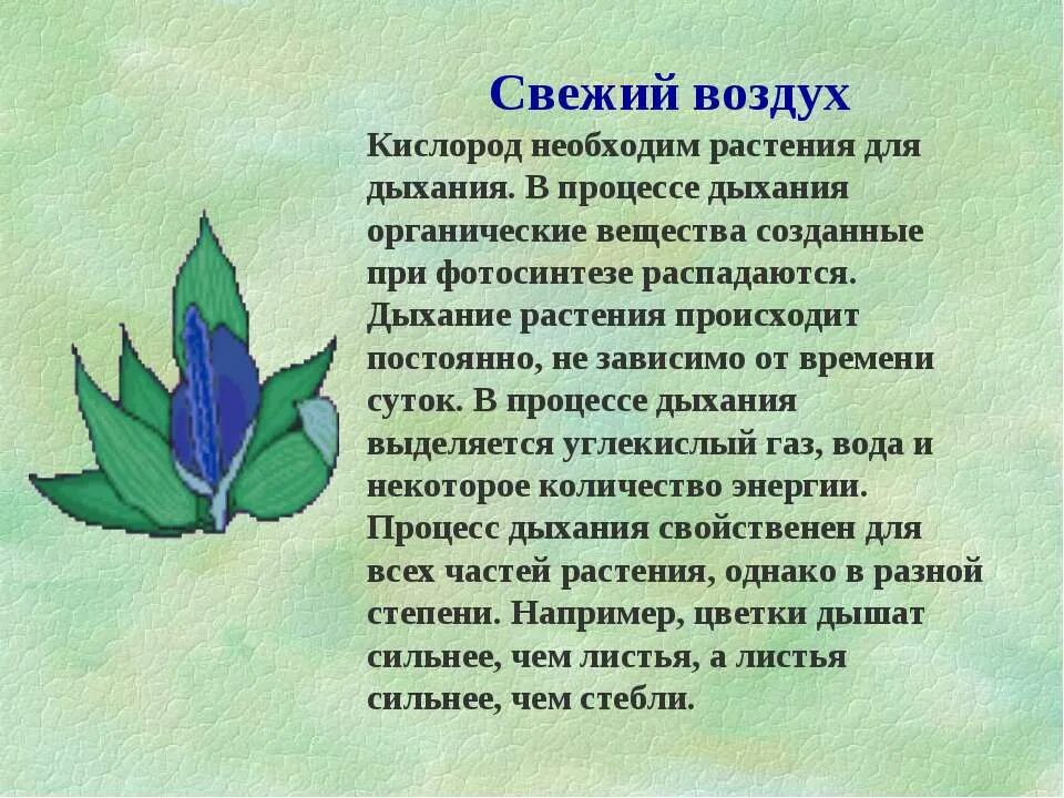 Почему нужен воздух. Кислород необходим растению для. воздух для растений. растениям необходим воздух. зачем растениям воздух.