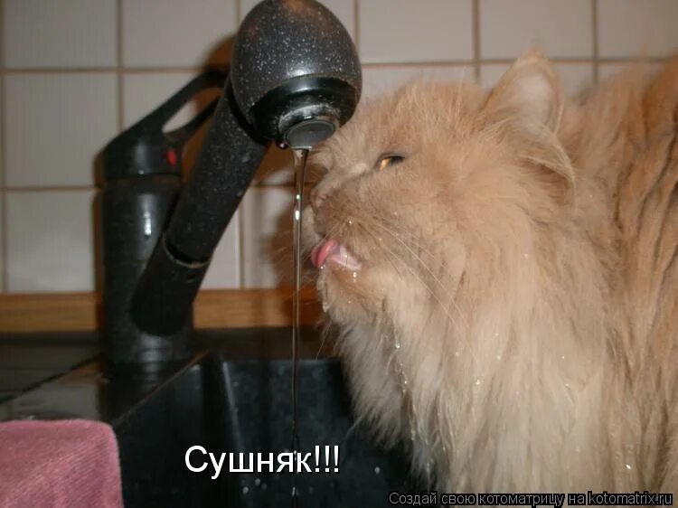 Сушняк 1