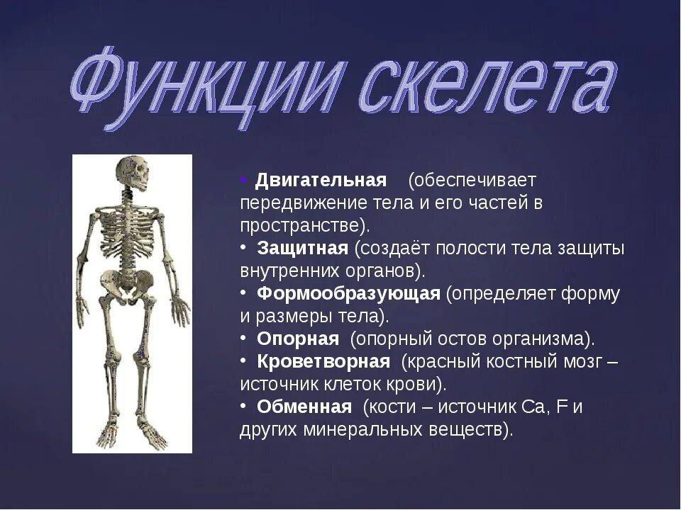 Строение и функции скелета. Скелет. Функции скелета анатомия. Функции скелета 6 класс биология. Функции скелета туловища человека.