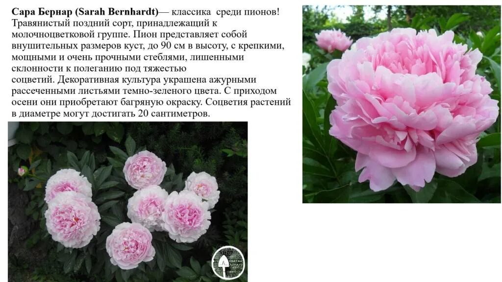 Пион Уайт Сара Бернар
