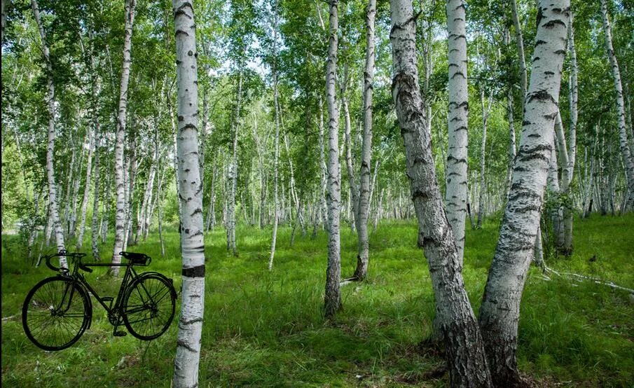 Фотообои березы. Панели Березовая роща. Панели березовый лес. Фотообои березовый лес. Купить березу нижний новгород