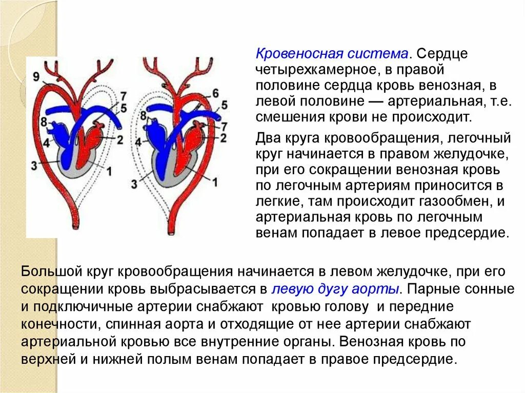 Два круга кровообращения у млекопитающих