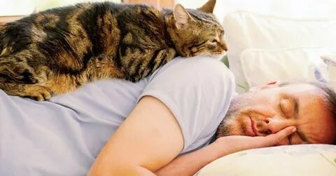Почему кошки часто спят