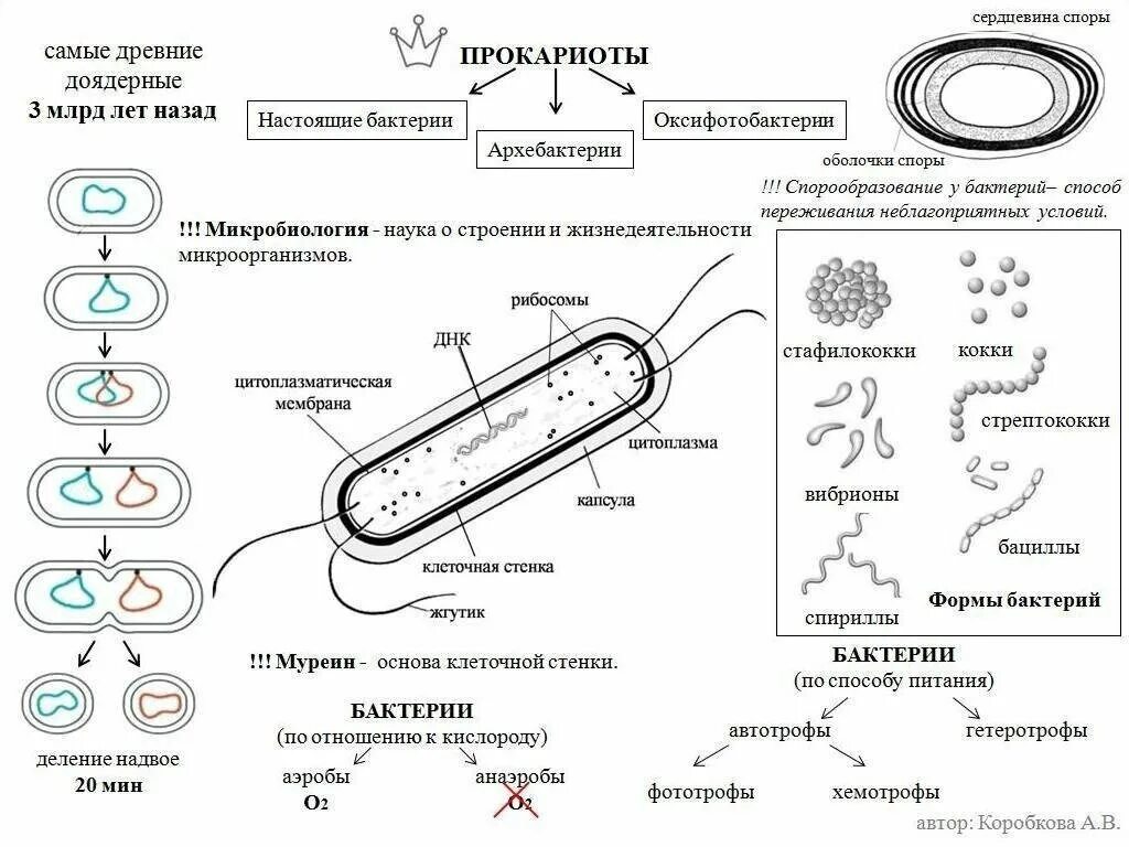 Строение бактерий ЕГЭ биология. Схема строения прокариотической клетки таблица. . Прокариоты, строение прокариотической клетки. Бактериальная клетка ЕГЭ биология. Появление первых прокариотических клеток