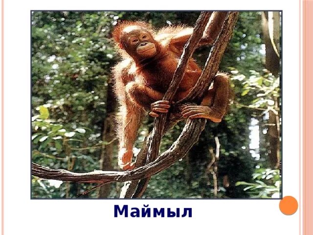 Маймыл звонок. Маймыл. маймыл шимпанзе. обязано маймыл. маймыл для детей.