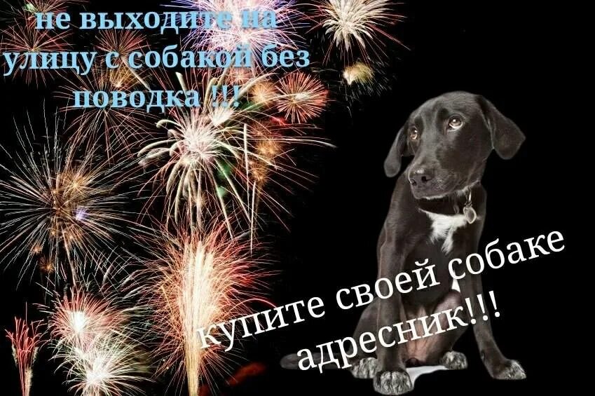 Животные и фейерверки. Собака боится фейерверков что делать. Собака и салют. Собака боится салюта. Животные и фейерверки.