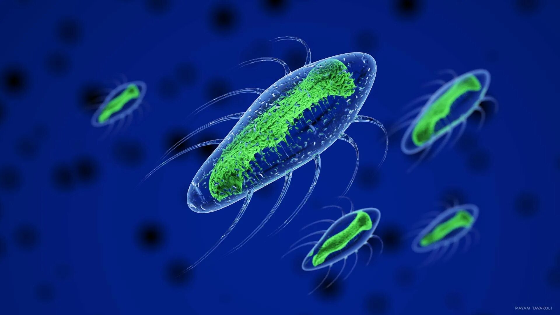 Бактерии одноклеточные прокариоты