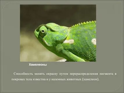 Адаптация хамелеона