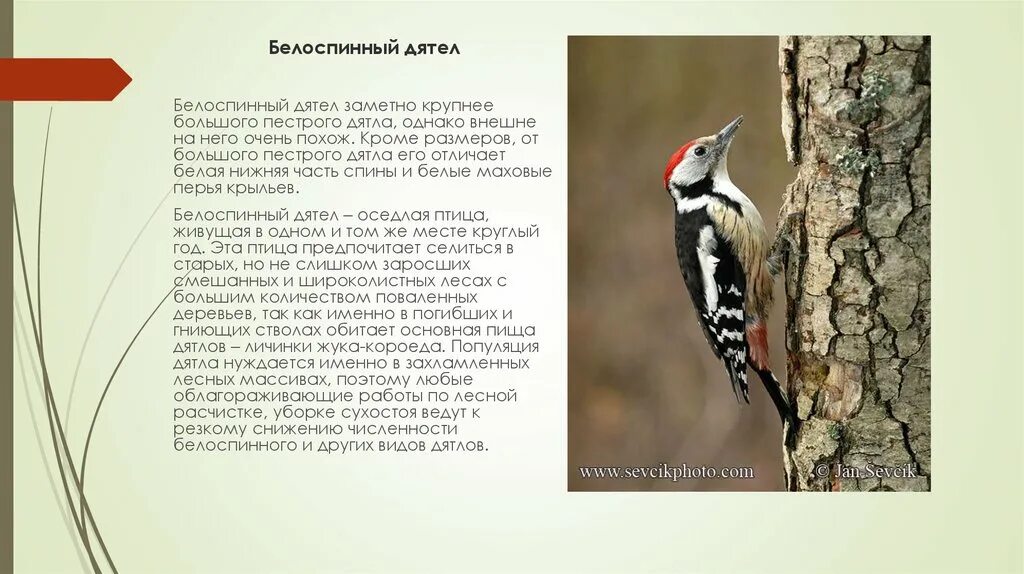 Чёрный дятел желна. Животные пензенской области занесенные в красную книгу. Дятел желна. Занесен ли дятел в красную книгу. Дятел желна.