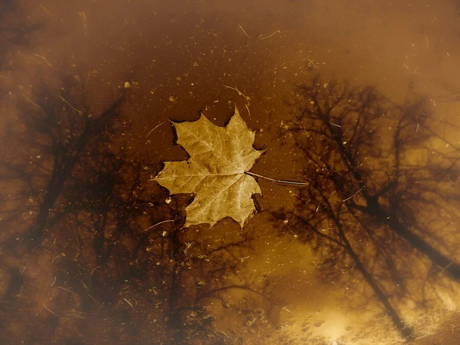 осень тоска. осень. осенняя печаль. осенние печали. осень одиночество.