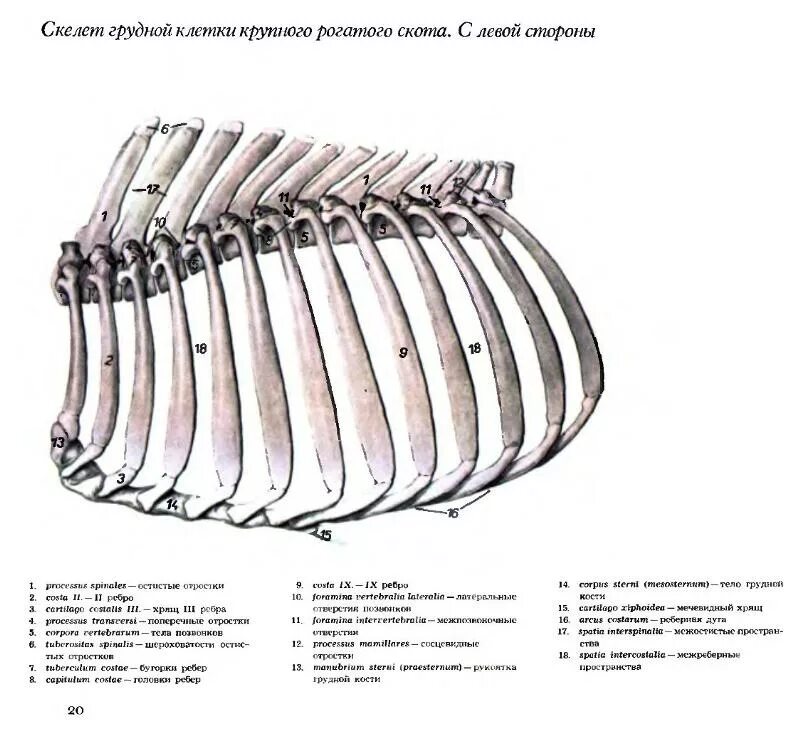 Сколько ребер у коровы. Строение ребра крс. строение костного скелета крс. анатомия крс скелет коровы. грудная кость крс строение.