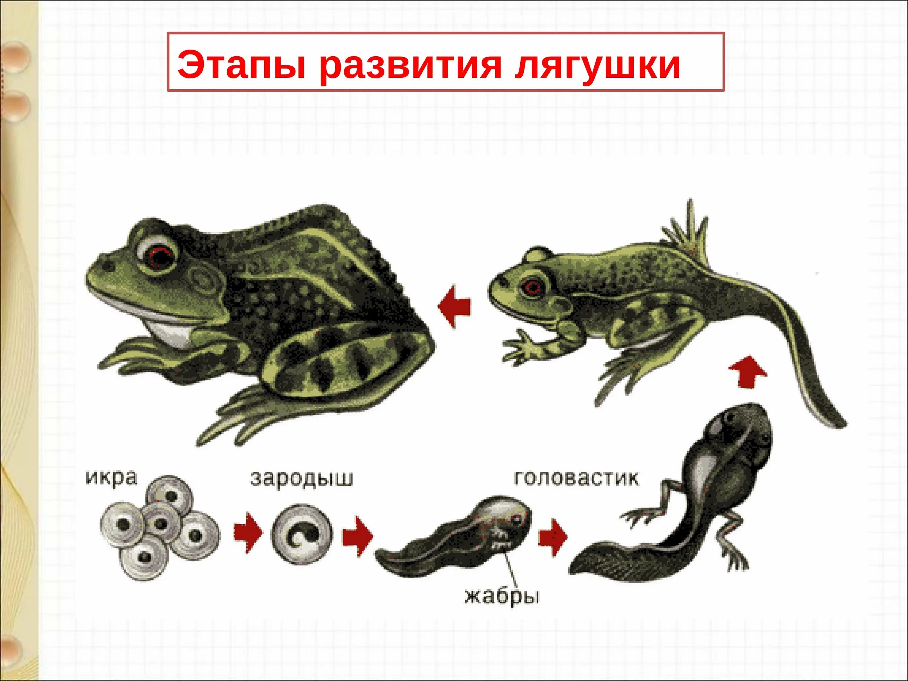 Земноводные самостоятельная. Стадии развития головастика лягушки. Головастик личиночная стадия развития лягушки. Эволюция лягушки из головастика. Схема развития головастика.