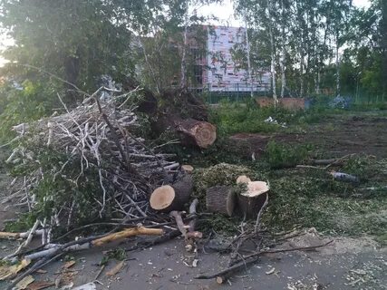 Кто выкорчевывает бузину