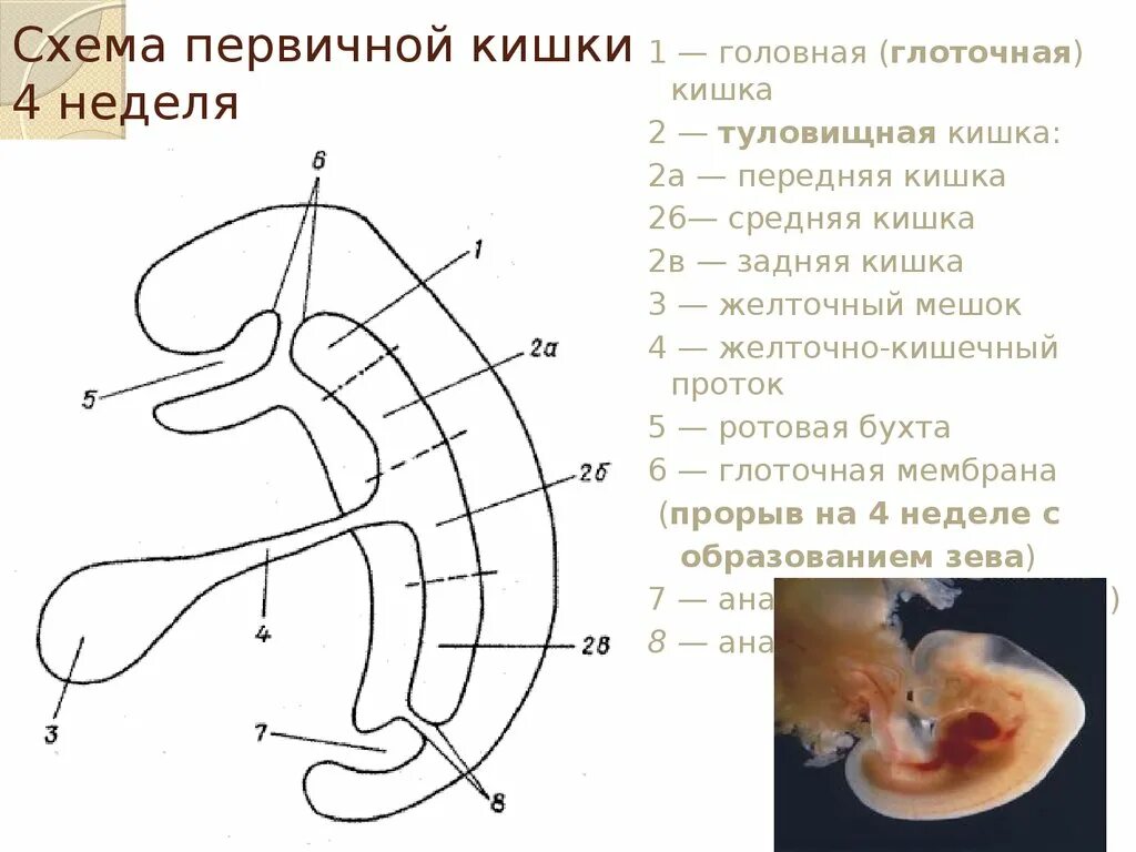 Развитие первичной кишки. Развитие пищеварительной системы эмбриогенез. Формирование первичной кишки. Формирование первичной кишки. Развитие первичной кишки.