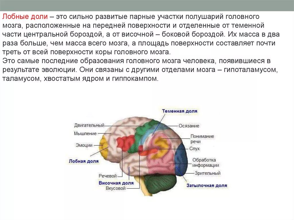 Доли переднего мозга функции. Развитые лобные доли. Борозда, которая отделяет височную долю от лобной и теменной. Доли переднего мозга.