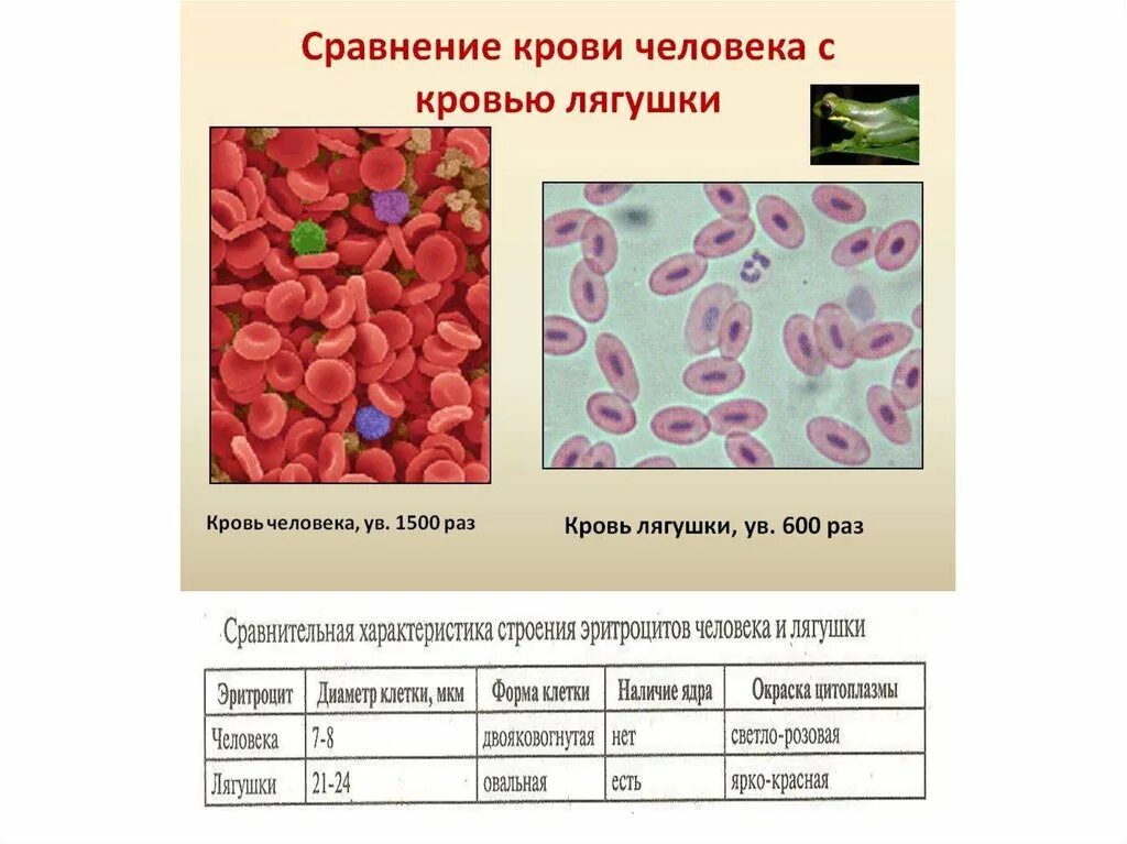 Лабораторная работа сравнение крови лягушки и человека. Микроскопическое строение крови лягушки. Кровь лягушки и человека сравнение. Клетки крови человека и лягушки под микроскопом. Сравнение крови человека с кровью лягушки лабораторная.