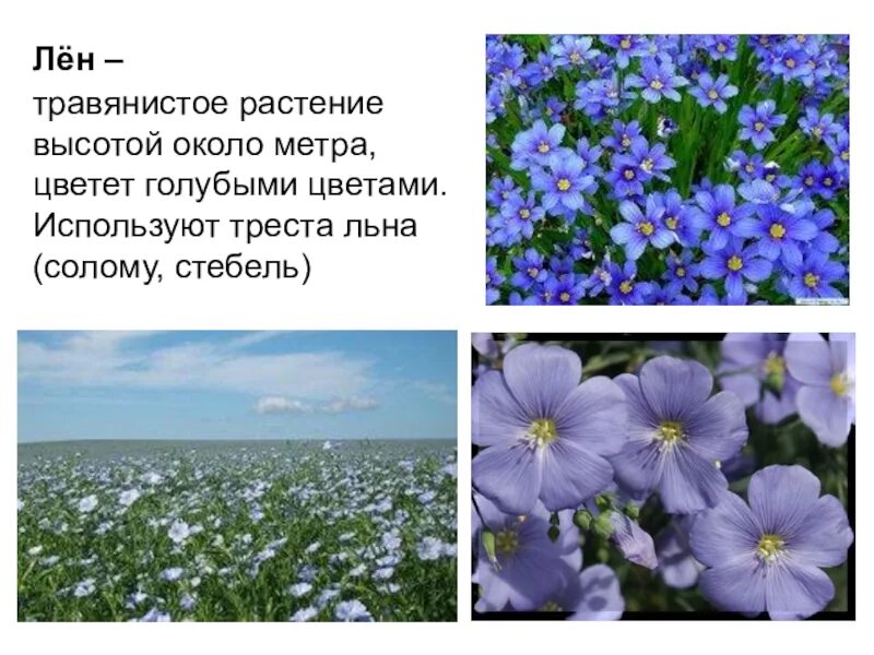 Сообщение про лен. Лен презентация. презентация цветы льна. лён растение описание. доклад про лён.
