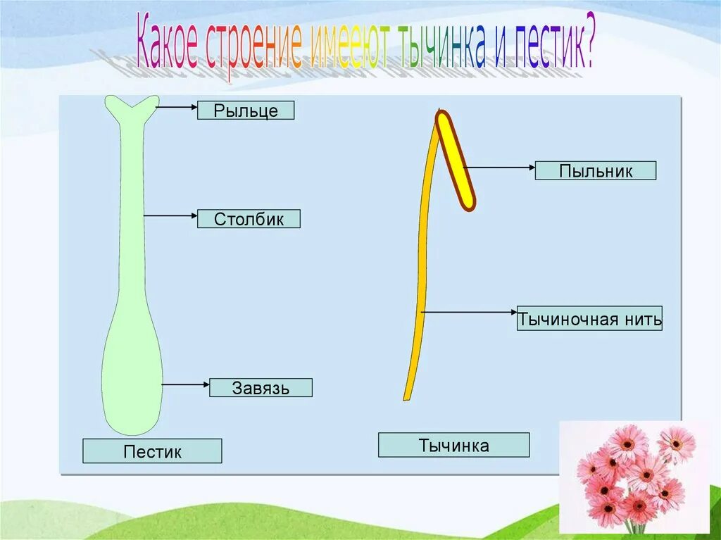 Какое строение пестик. Строение пестика и тычинки.