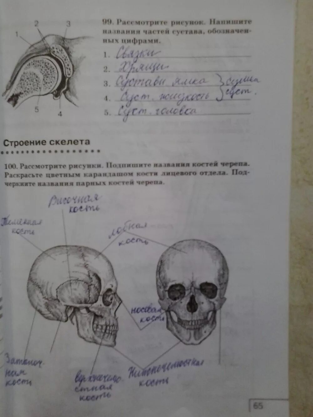 Тест по анатомии скелет. Кости черепа рабочая тетрадь по анатомии. череп по биологии 8 класс. рабочая тетрадь по анатомии и физиологии человека. кости черепа 8 класс биология.