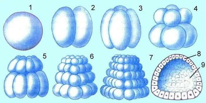 Начальный этап развития оплодотворенного яйца носит название. Зигота бластомеры бластула. Морула бластула. Бластомеры в бластуле. Зигота бластомер морула бластула.