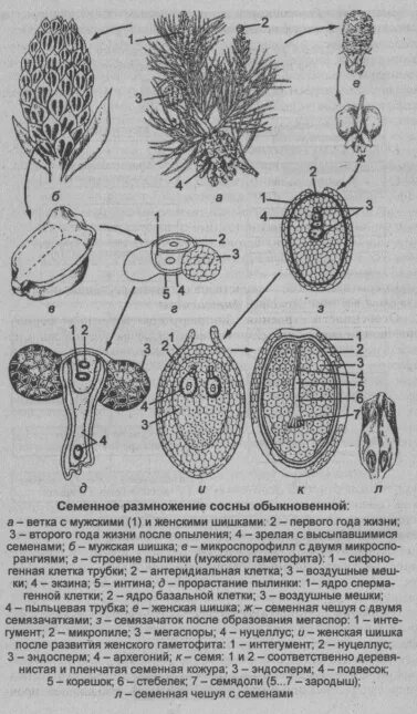 В мужских шишках развивается. Микроспора сосны обыкновенной. Строение пыльцы голосеменных. Микроспора голосеменных. Строение пыльцевого зерна сосны обыкновенной.