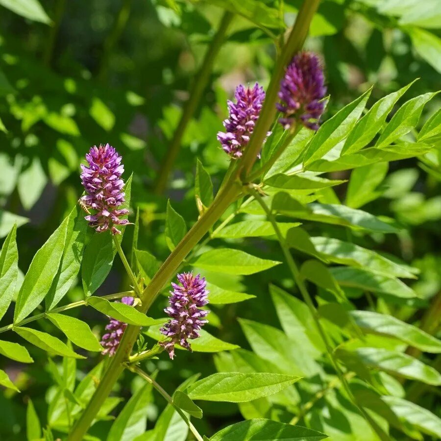 Солодка как растет и как выглядит. Glycyrrhiza glabra. солодка glycyrrhiza glabra. лакрица солодка растение.