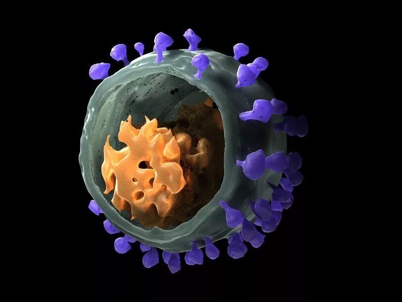 Human immunodeficiency virus. Вирус иммунодефицита обезьян. Вирус Siv. Модель вируса иммунодефицита человека. 3д модель вируса ВИЧ.