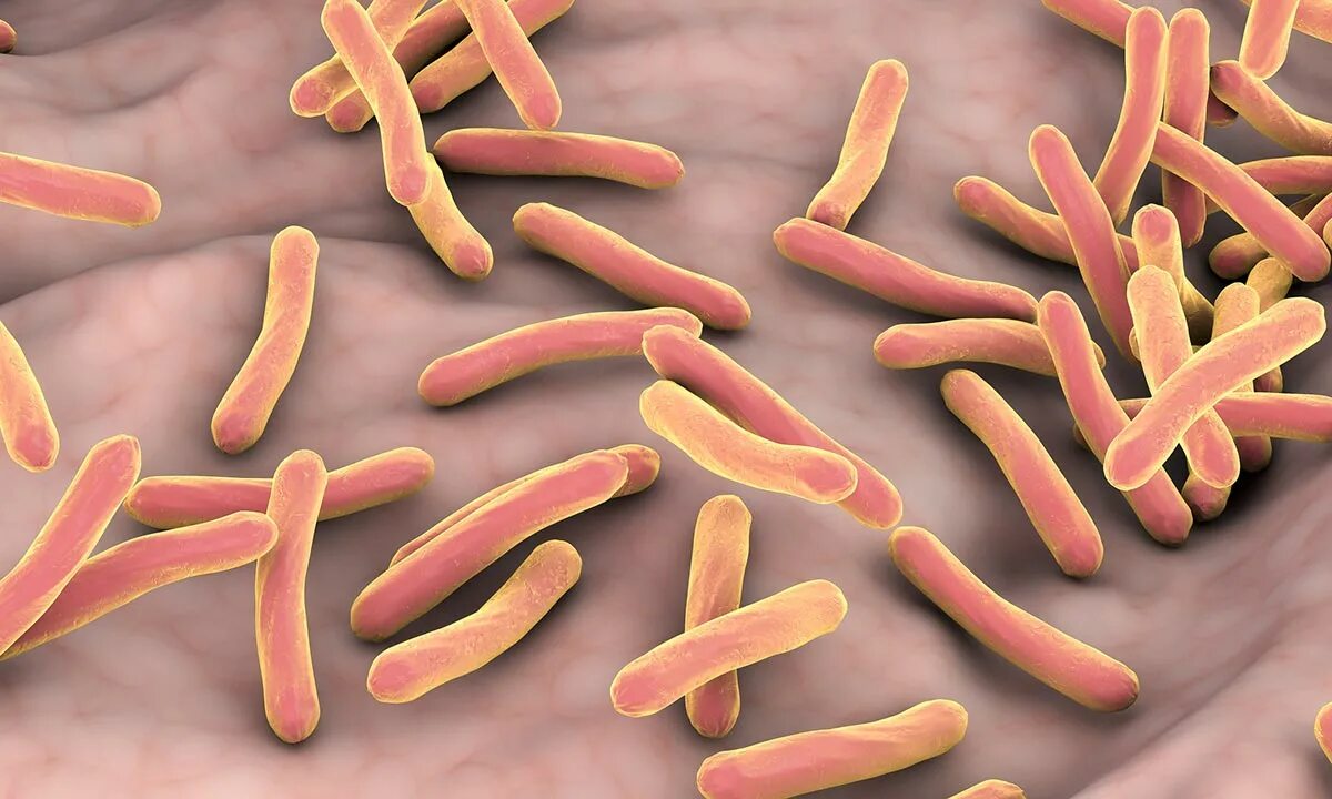Туберкулезная палочка паразит. Палочка коха (mycobacterium tuberculosis). бактерия mycobacterium tuberculosis. бациллы возбудители туберкулёза.