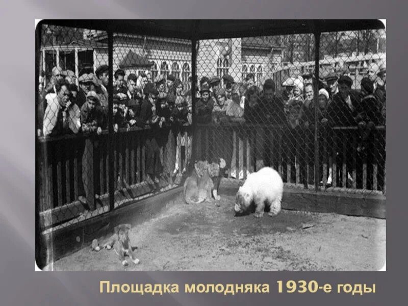 Площадка молодняка Чаплиной. Площадка молодняка в Московском зоопарке. Площадка молодняка в Ленинградском зоопарке в 60-е годы. На площадке молодняка играли 5