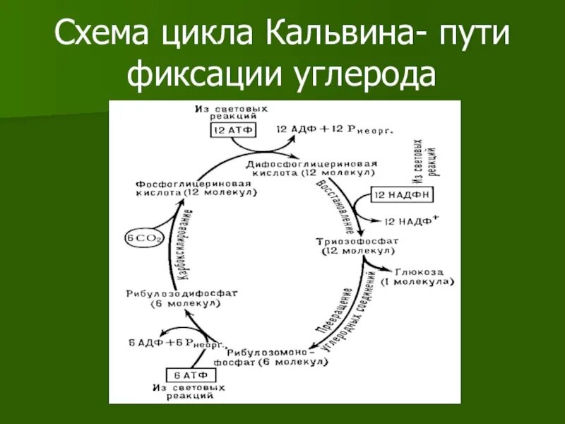 Протекают реакции цикла кальвина. Цикл Кальвина с3 путь. Темновая фаза цикл Кальвина. Темновая фаза фотосинтеза цикл Кальвина. Цикл Кальвина в фотосинтезе.
