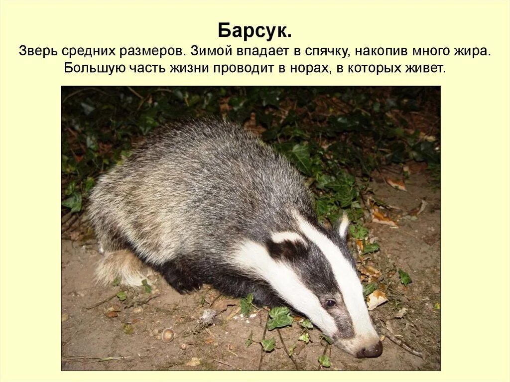Барсук впадает. Барсук впадает