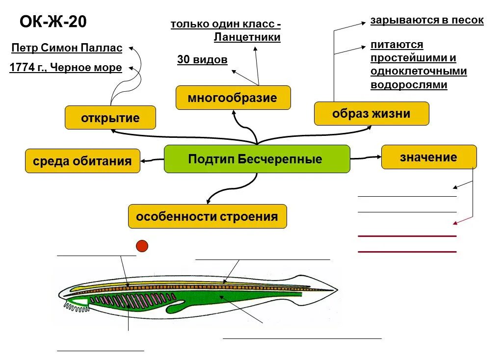 Жизненный цикл бесчерепных. Таблица Тип Хордовые Бесчерепные рыбы 7 класс. Тип Хордовые Подтип Бесчерепные класс Ланцетники. Бесчерепные рыбы строение. Бесчерепные беспозвоночные