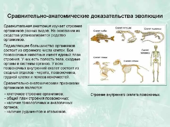 Доказательства эволюции список. Сравнительно анатомические доказательства эволюции животных. анатомические доказательства эволюции таблица. сравнительно-анатомические доказательства эволюции человека. сравнительно-анатомические доказательства эволюции примеры.