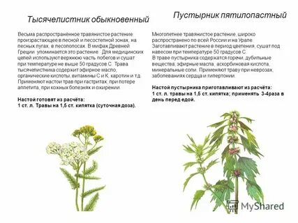 Пустырник настойка для чего применяется