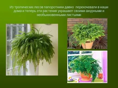 Три примера растений папоротники #Биология #Биология_ВВ #Ботаника Виды растений 2024 Всякая Всячина ВКонтакте