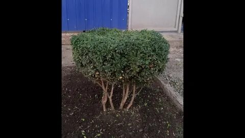 Самшит видео