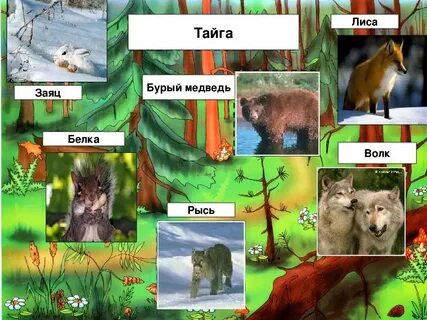 Не работает тайга