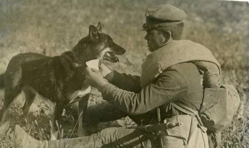 Кинологическая служба в годы Великой Отечественной войны. Ветеринарная служба РККА. Военная Ветеринария в Великой Отечественной войне. Военно ветеринарная служба красной армии. Советские ветеринары