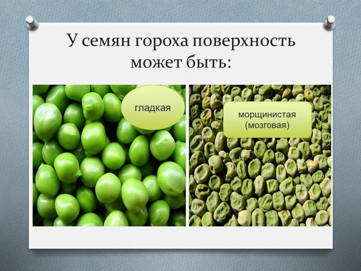 Появление морщинистых семян. Сорта гороха. Презентация на тему горох. Семена гороха. Горошек зеленый семена.