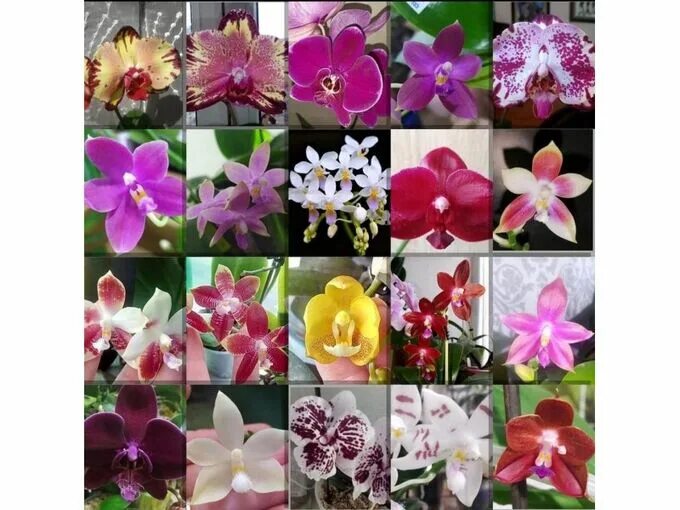 Орхидея микки фото phalaenopsis Taisuco micky Orchids, Beautiful flowers, Single flower